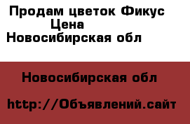 Продам цветок Фикус › Цена ­ 6 000 - Новосибирская обл.  »    . Новосибирская обл.